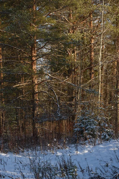 Arbres Forêt Nord Recouverts Une Couche Neige Lumière Soleil — Photo