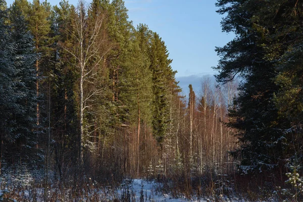 Pohon Dari Hutan Utara Ditutupi Dengan Lapisan Salju Dalam Cahaya — Stok Foto