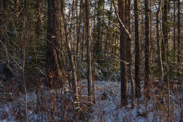 Arbres Forêt Nord Recouverts Une Couche Neige Lumière Soleil — Photo