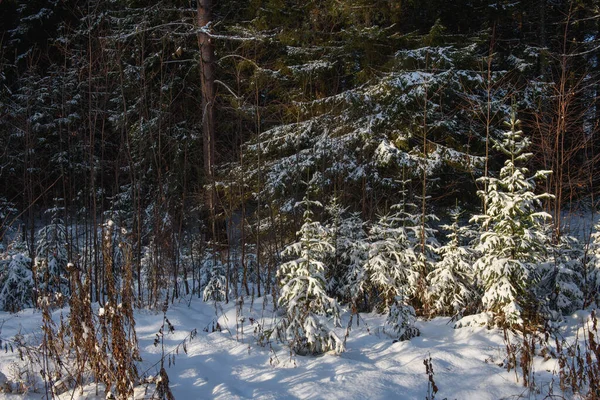 Kuzey Ormanının Ağaçları Güneş Işığında Karla Kaplı — Stok fotoğraf