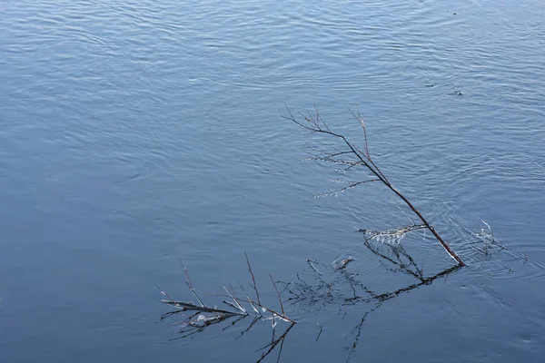 늦가을의 공기때문에 얼음으로 강줄기에서 버드나무 가지들 — 스톡 사진