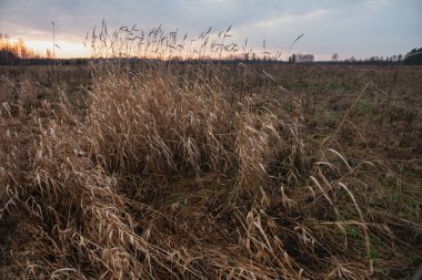 Sonbaharda göl kenarındaki tarlada kuru otlar olacak. Manzara Görünümü.