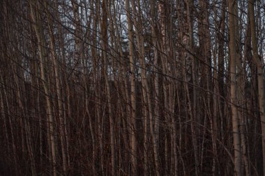Kurumuş sonbahar otları nehir kenarındaki söğütlerin arasında..
