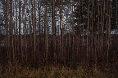Kurumuş sonbahar otları nehir kenarındaki söğütlerin arasında..