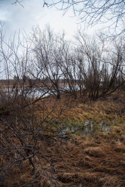 Kurumuş sonbahar otları nehir kenarındaki söğütlerin arasında..
