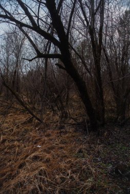 Kurumuş sonbahar otları nehir kenarındaki söğütlerin arasında..