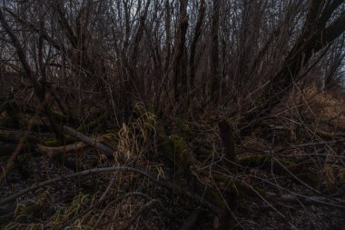 Kurumuş sonbahar otları nehir kenarındaki söğütlerin arasında..