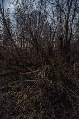 Kurumuş sonbahar otları nehir kenarındaki söğütlerin arasında..