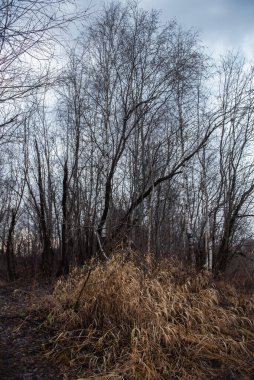 Kurumuş sonbahar otları nehir kenarındaki söğütlerin arasında..