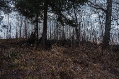 Kurumuş sonbahar otları nehir kenarındaki söğütlerin arasında..