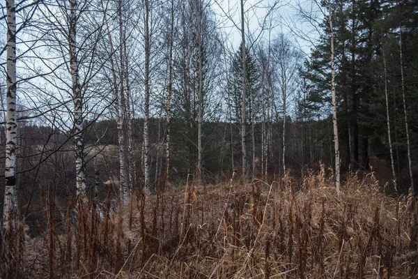 Herbe Automne Séchée Parmi Les Saules Envahis Par Rivière — Photo