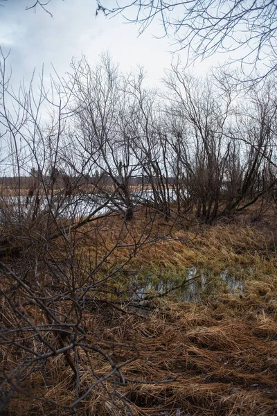 Αποξηραμένο Φθινοπωρινό Γρασίδι Ανάμεσα Κατάφυτες Ιτιές Δίπλα Στο Ποτάμι — Φωτογραφία Αρχείου