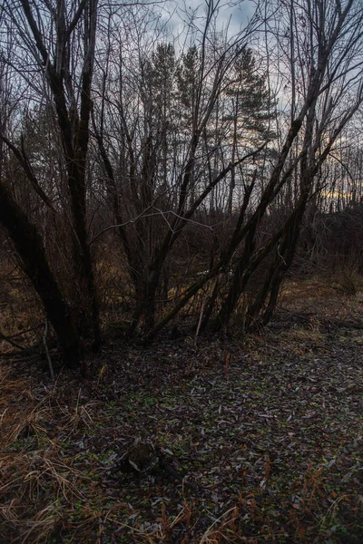 Gedroogde Herfstgras Tussen Overwoekerde Wilgen Bij Rivier — Stockfoto