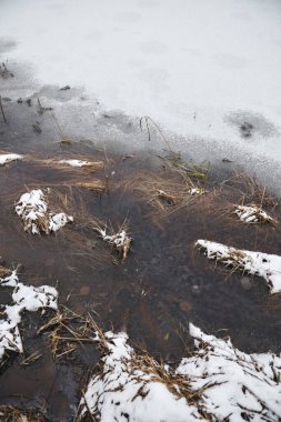 Sonbaharın sonunda. Orman gölündeki ilk buz. Hummocks ince bir kar tabakası ile kaplı, buz çok ince.