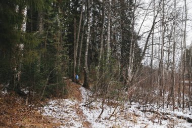 Manzara. Sonbaharın sonunda. Aspen, huş ağaçları, köknar ve çam ağaçları üst üste