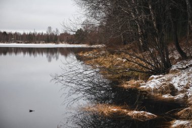 Sonbaharın sonunda. Orman gölündeki ilk buz. Hummocks ince bir kar tabakası ile kaplı, buz çok ince.