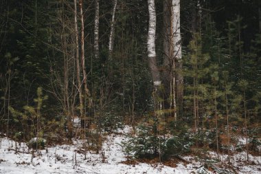 Manzara. Sonbaharın sonunda. Aspen, huş ağaçları, köknar ve çam ağaçları üst üste