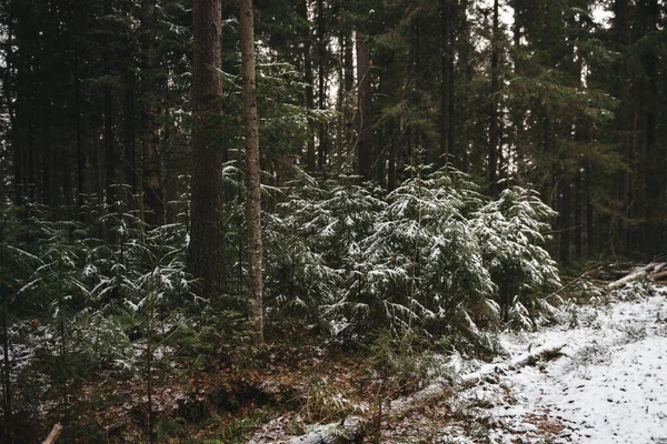 Гіллясті Пухнасті Ялинки Наприкінці Осені Після Першого Снігу — стокове фото