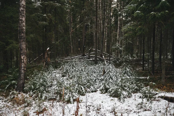 Маленькі Ялинки Кінці Осені Лісі Після Першого Снігу — стокове фото