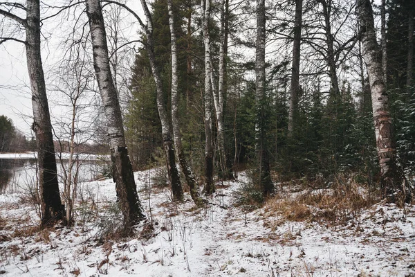 Krajina Pozdní Podzim Aspen Břízy Jedle Borovice Řadě — Stock fotografie