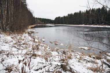 Sonbaharın sonunda. Orman gölündeki ilk buz. Hummocks ince bir kar tabakası ile kaplı, buz çok ince.