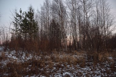 Sonbaharda göl kenarındaki tarlada kuru otlar olacak. Manzara Görünümü.