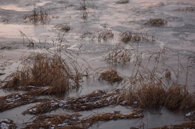 Sonbaharın sonlarında, gün batımında, buzda donmuş uzun otlarla göl manzarası.