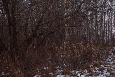 Sonbaharda göl kenarındaki tarlada kuru otlar olacak. Manzara Görünümü.