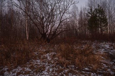 Sonbaharda göl kenarındaki tarlada kuru otlar olacak. Manzara Görünümü.