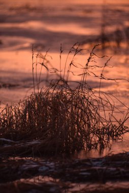Sonbaharın sonunda. Göldeki ilk buz. Çimler kuru ve güçlü rüzgarda sallanıyor. İlk kar Hummocks 'ta yatıyor. Soğuk mor gün batımı.