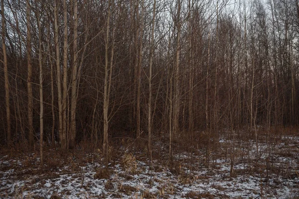 Ασπίδες Και Ξηρό Φθινοπωρινό Γρασίδι Ξεσκονισμένο Χιόνι Ηλιοβασίλεμα — Φωτογραφία Αρχείου