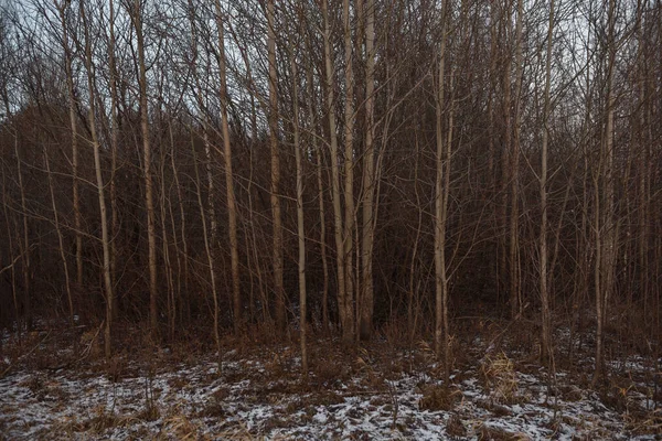 Aspens Kuru Sonbahar Çimenleri Gün Batımında Karla Kaplandı — Stok fotoğraf