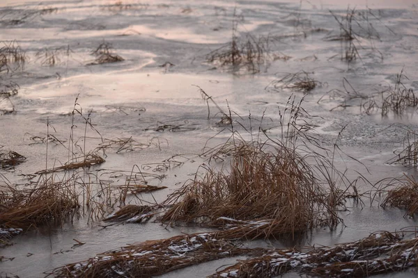 Widok Jezioro Późną Jesienią Zachodzie Słońca Suchą Wysoką Trawą Zamarzniętą — Zdjęcie stockowe
