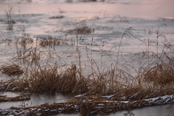 晩秋の夕日には流氷に覆われた背の高い草が湖の景色 — ストック写真