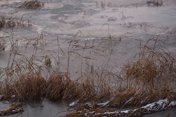 View Lake Late Autumn Sunset Dry Tall Grass Frozen Ice — Stock Photo, Image