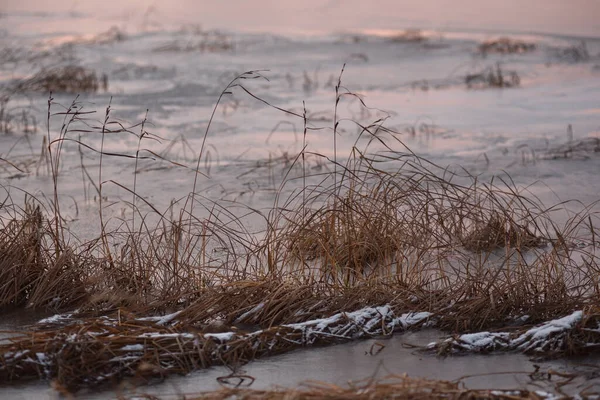 Vue Sur Lac Fin Automne Coucher Soleil Avec Herbe Sèche — Photo