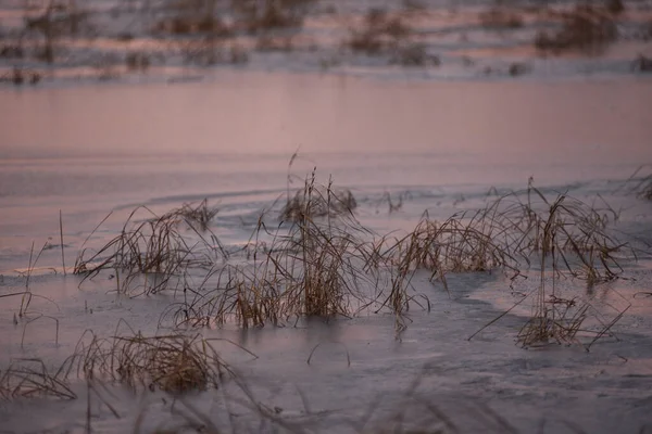 View Lake Late Autumn Sunset Dry Tall Grass Frozen Ice — Stock Photo, Image