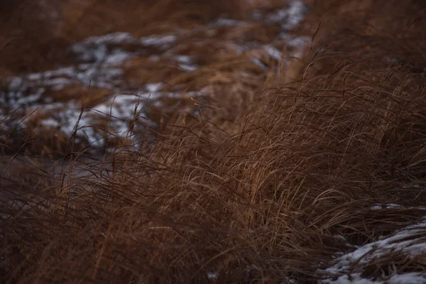 Висока Суха Трава Кінці Осені Пливе Сильним Вітром Морозний Осінній — стокове фото