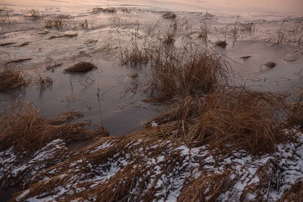 Late Autumn First Ice Lake Grass Dry Swaying Strong Wind — Stock Photo, Image