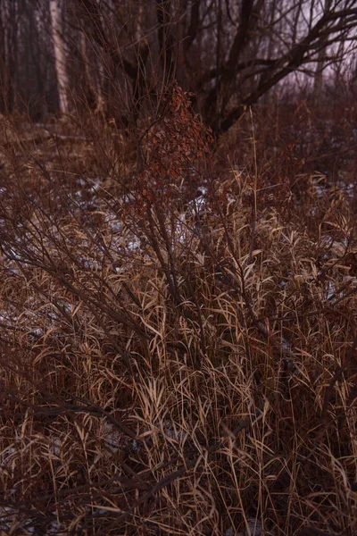 Поле Озера Поздней Осенью Сухой Травой Живописный Вид — стоковое фото