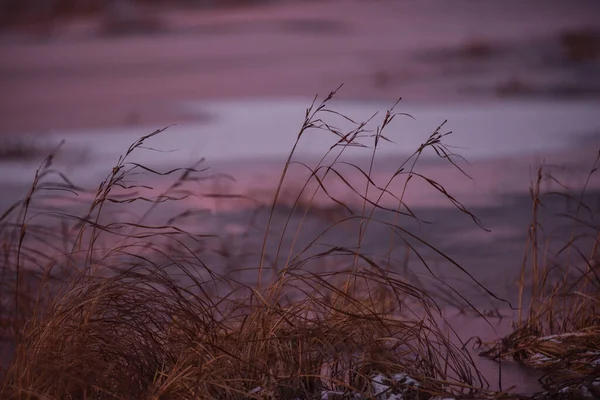 Поздней Осенью Первый Лед Озере Трава Сухая Качается Сильном Ветре — стоковое фото