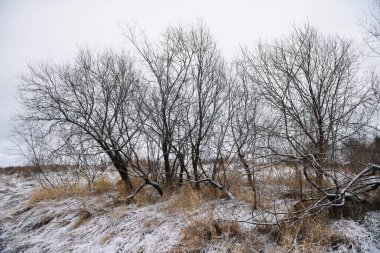Sonbaharın sonlarında nehir kenarındaki ağaçlar kuru çimenler ve ilk karla kaplı. Manzara Görünümü.