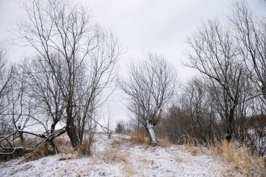 Sonbaharın sonlarında nehir kenarındaki ağaçlar kuru çimenler ve ilk karla kaplı. Manzara Görünümü.