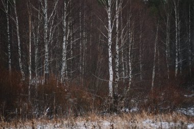 Manzara. Sonbaharın sonunda. Aspen, huş ağaçları, köknar ve çam ağaçları üst üste