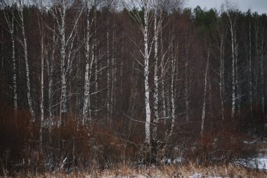 Manzara. Sonbaharın sonunda. Aspen, huş ağaçları, köknar ve çam ağaçları üst üste