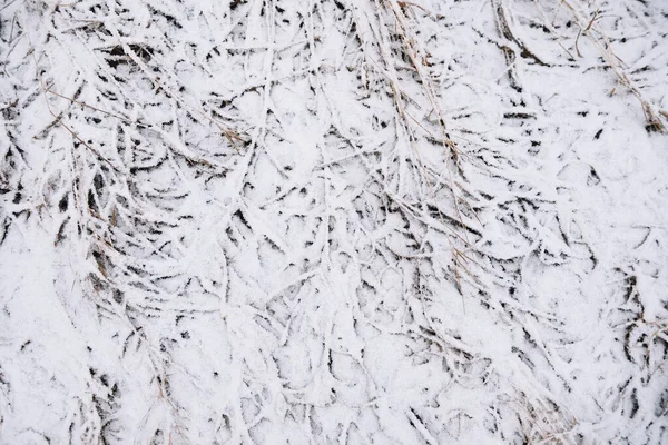 Campo Junto Río Finales Otoño Con Hierba Seca Primera Nieve —  Fotos de Stock