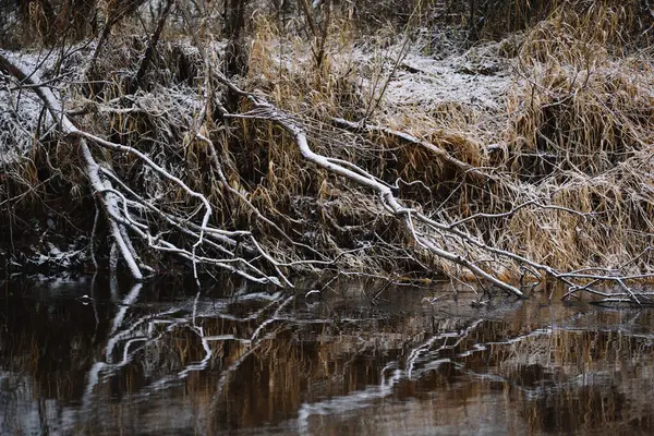 Bomen Bij Rivier Late Herfst Met Droog Gras Eerste Sneeuw — Stockfoto