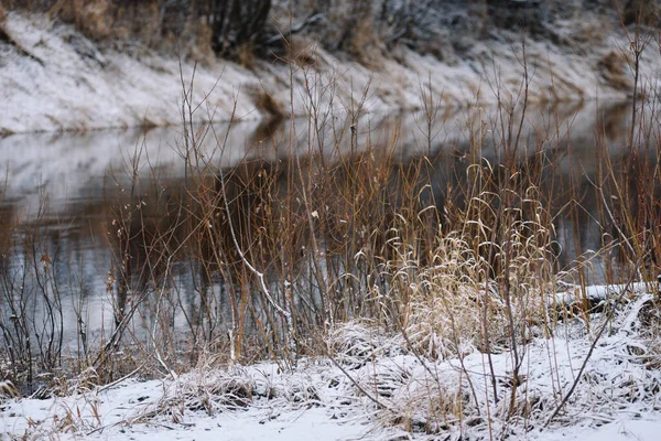 河边有树木 长满了干草 下着第一场雪 — 图库照片