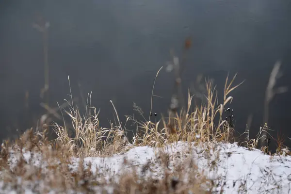 Sonbaharın Sonlarında Kurak Çimenler Ilk Karla Birlikte Nehir Kenarındaki Tarla — Stok fotoğraf