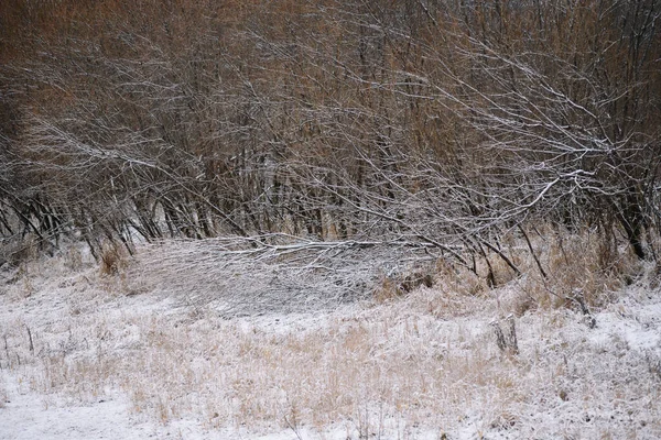Drzewa Pobliżu Rzeki Późną Jesienią Suchą Trawą Pierwszym Śniegiem Widok — Zdjęcie stockowe
